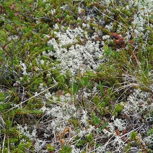 IJSLAND 300pic  0447