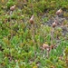 IJSLAND 300pic  0448