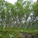 IJSLAND 300pic  0452