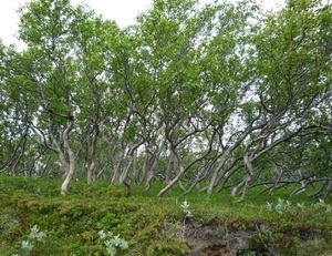 IJSLAND 300pic  0452