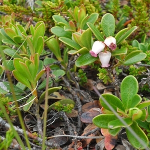 IJSLAND 300pic  0453