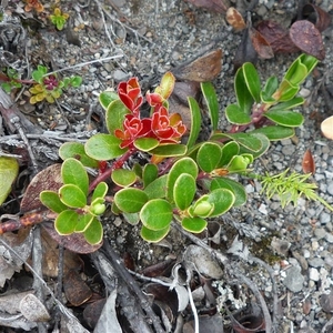 IJSLAND 300pic  0454