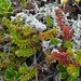 IJSLAND 300pic  0455