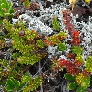 IJSLAND 300pic  0455