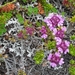 IJSLAND 300pic  0456