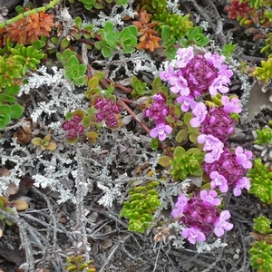 IJSLAND 300pic  0456