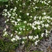 IJSLAND 300pic  0457