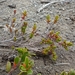 IJSLAND 300pic  0458
