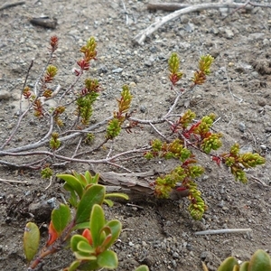 IJSLAND 300pic  0458