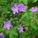 IJSLAND 300pic  0459