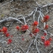 IJSLAND 300pic  0460