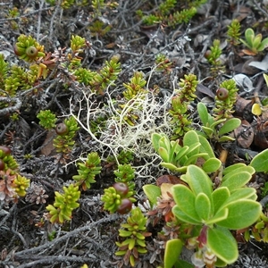 IJSLAND 300pic  0462