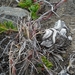 IJSLAND 300pic  0463