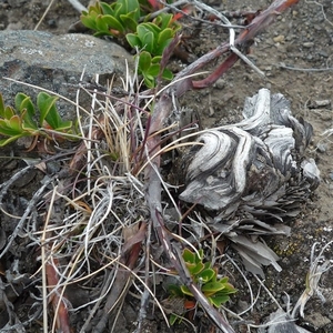 IJSLAND 300pic  0463