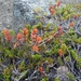 IJSLAND 300pic  0464