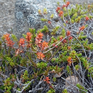 IJSLAND 300pic  0464