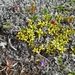 IJSLAND 300pic  0469