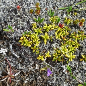 IJSLAND 300pic  0469