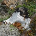 IJSLAND 300pic  0470