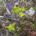 IJSLAND 300pic  0471