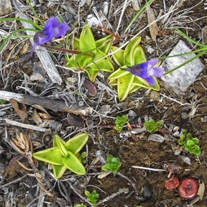 IJSLAND 300pic  0471