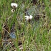 IJSLAND 300pic  0474