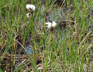 IJSLAND 300pic  0474