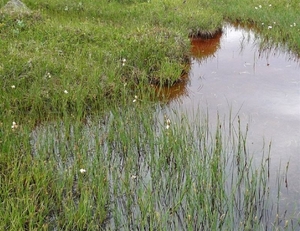 IJSLAND 300pic  0475