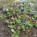 IJSLAND 300pic  0479