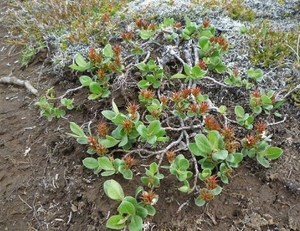IJSLAND 300pic  0479
