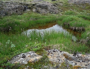 IJSLAND 300pic  0481