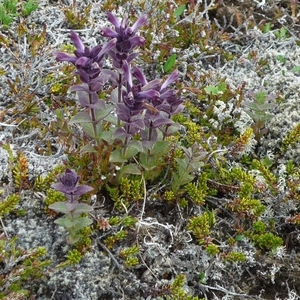 IJSLAND 300pic  0482