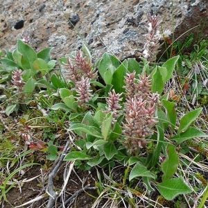 IJSLAND 300pic  0483