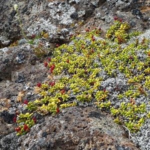 IJSLAND 300pic  0490