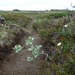 IJSLAND 300pic  0491