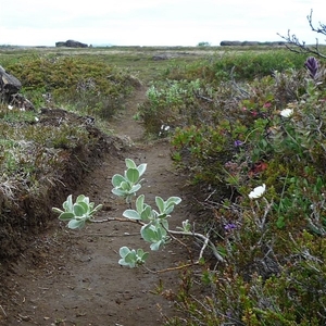 IJSLAND 300pic  0491
