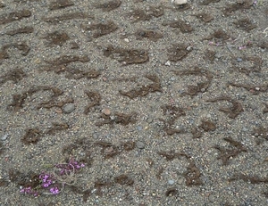 IJSLAND 300pic  0496