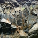 IJSLAND 300pic  0502