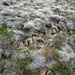 IJSLAND 300pic  0506