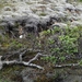 IJSLAND 300pic  0507