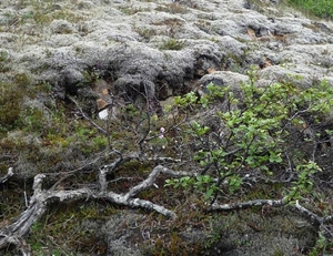 IJSLAND 300pic  0507