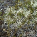 IJSLAND 300pic  0517