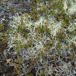 IJSLAND 300pic  0517