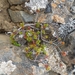 IJSLAND 300pic  0518