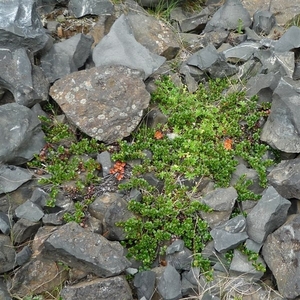 IJSLAND 300pic  0519
