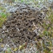 IJSLAND 300pic  0520