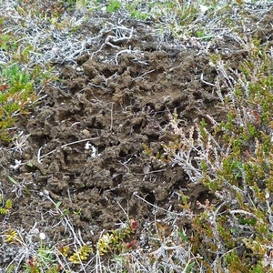 IJSLAND 300pic  0520