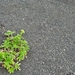 IJSLAND 300pic  0533