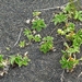 IJSLAND 300pic  0534