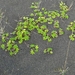 IJSLAND 300pic  0535